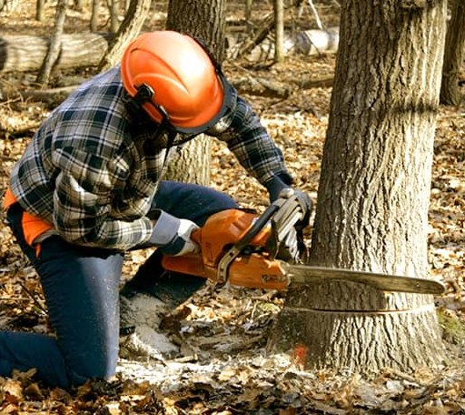Tree Removal in Pickering, MO